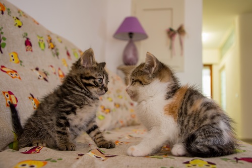 Two kittens gaze at each other Stock Photo