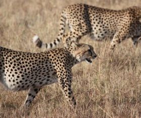 Two leopards on the African steppe Stock Photo