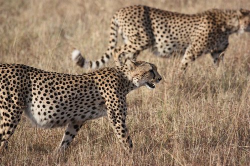 Two leopards on the African steppe Stock Photo
