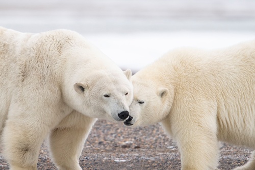 Two loving polar bears Stock Photo