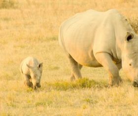 Two rhinoceros babies and female rhinoceros Stock Photo