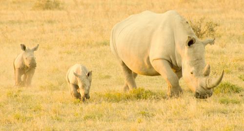 Two rhinoceros babies and female rhinoceros Stock Photo