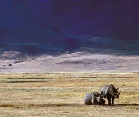 Two rhinos on the prairie Stock Photo