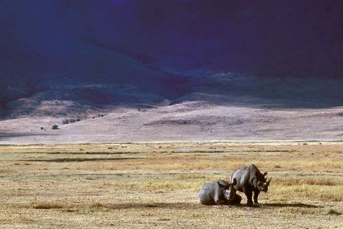 Two rhinos on the prairie Stock Photo
