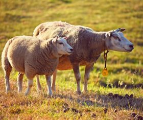Two sheep in the grass Stock Photo