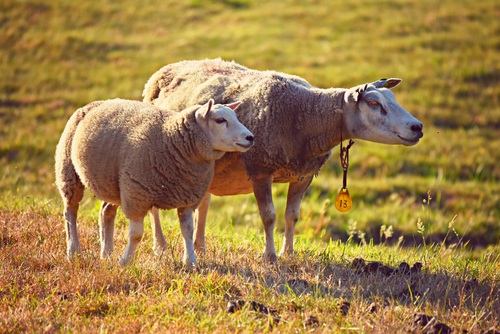 Two sheep in the grass Stock Photo