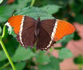 Two-tone butterfly Stock Photo