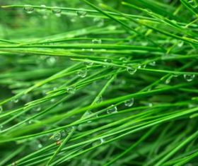 Water drops on green grass Stock Photo