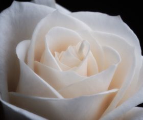 White rose close-up Stock Photo