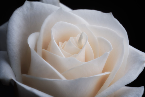 White rose close-up Stock Photo