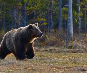 Wild big brown bear Stock Photo