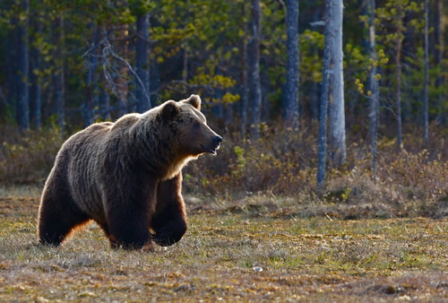 Wild big brown bear Stock Photo