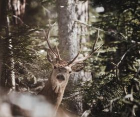 Wild deer in the forest Stock Photo