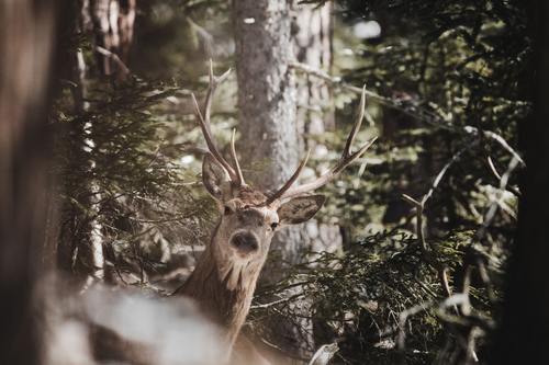 Wild deer in the forest Stock Photo
