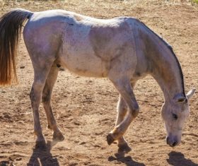 Wild horse Stock Photo