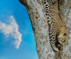Wild leopard on tree trunk Stock Photo