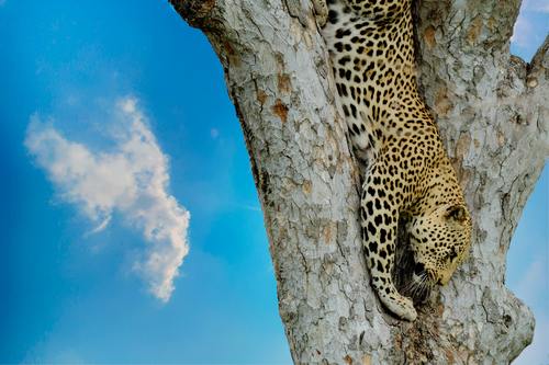 Wild leopard on tree trunk Stock Photo