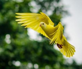 Yellow bird with spread wings to fly Stock Photo