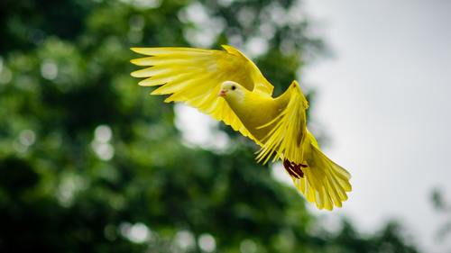 Yellow bird with spread wings to fly Stock Photo