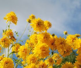 Yellow chrysanthemums blooming under the blue sky Stock Photo