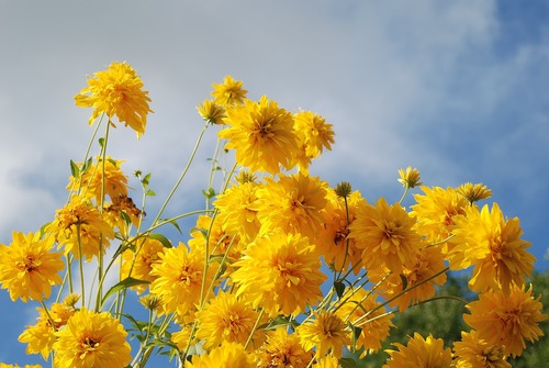 Yellow chrysanthemums blooming under the blue sky Stock Photo