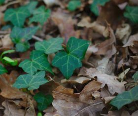 Yellow dead leaves and Ivy Stock Photo