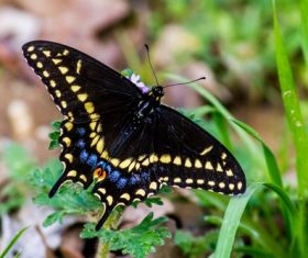 Yellow spotted swallowtail butterfly Stock Photo