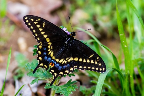Yellow spotted swallowtail butterfly Stock Photo
