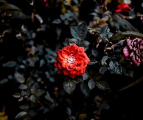 a beautiful red rose Stock Photo
