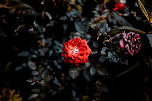 a beautiful red rose Stock Photo