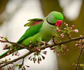 a cute green parrot standing on twigs Stock Photo