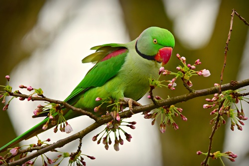 a cute green parrot standing on twigs Stock Photo