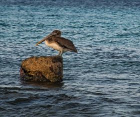 bird pelican Stock Photo