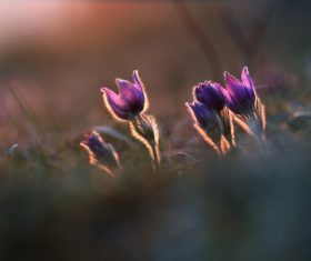 blurred outdoors plants purple flowers Stock Photo