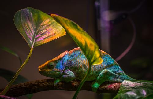 chameleon Stock Photo