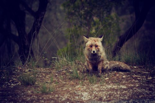 forest animal wilderness fox Stock Photo