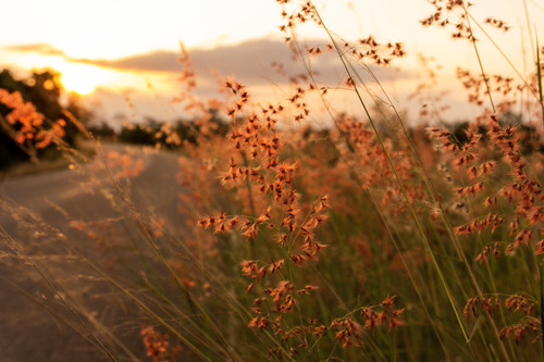grass flower on sunset background Stock Photo