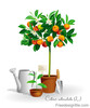 Mandarin tree vector illustration free download