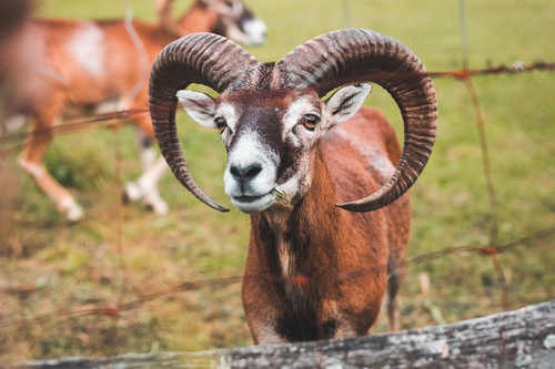 A Goat with Big Horns Behind the Fence Stock Photo