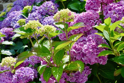 Blooming purple hydrangea Stock Photo