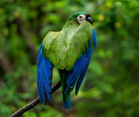 Blue green pet parrot Stock Photo