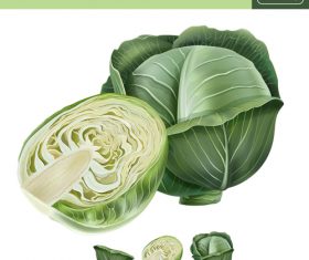 Cabbage illustration vector material
