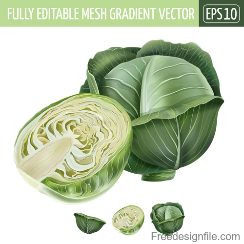 Cabbage illustration vector material
