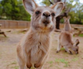 Close-up kangaroo cub Stock Photo