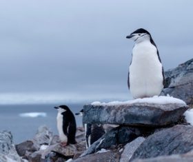 Cute Antarctic penguin Stock Photo