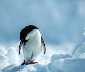Cute little penguin Stock Photo