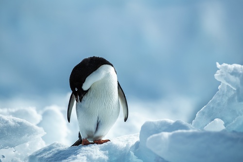 Cute little penguin Stock Photo