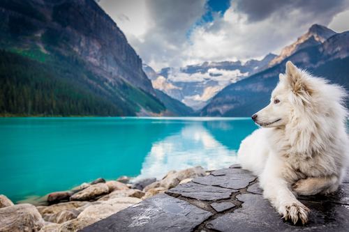 Dog kneeling by the blue lake Stock Photo