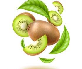 Fresh Kiwifruit vector illustration material