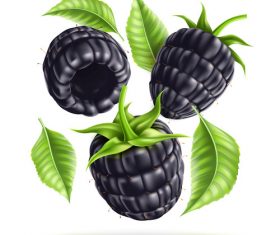 Fresh black berry vector illustration material